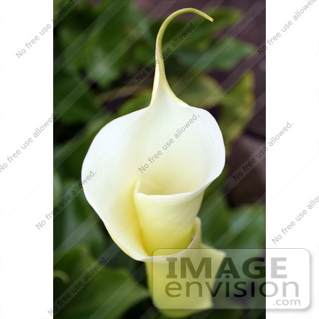 #185 Photograph of a Blooming Calla Lily by Jamie Voetsch