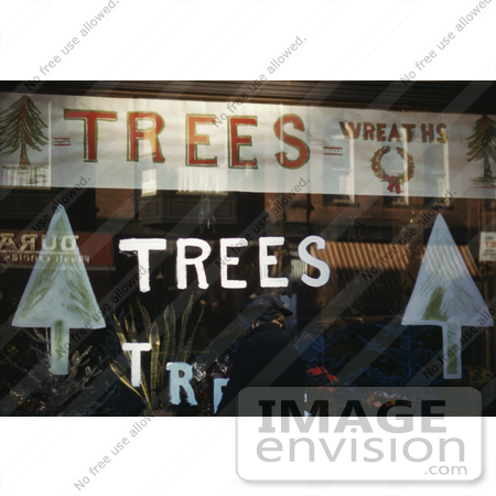 #18581 Photo of a Window Display With Christmas Trees, Plants and Wreaths by JVPD
