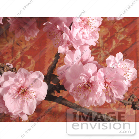 #186 Photo of Pink Cherry Blossoms by Jamie Voetsch