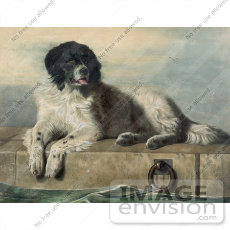 #18685 Large Landseer Newfoundland Dog Lying on Cement Near Water by JVPD
