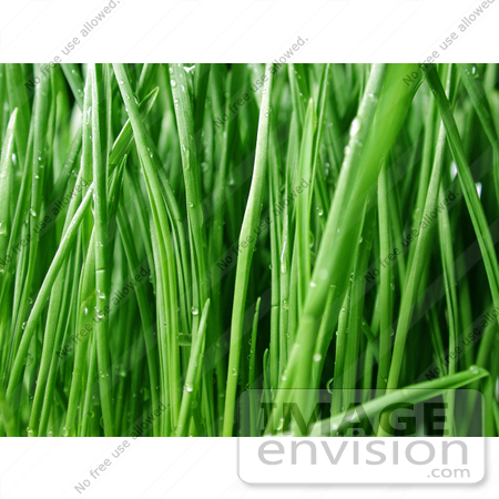 #187 Photo of Wet Wheatgrass by Jamie Voetsch