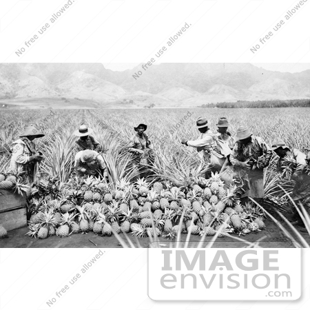 #18700 Black and White Photo of Men Harvesting Pineapples in a Crop on a Plantation in Hawaii by JVPD