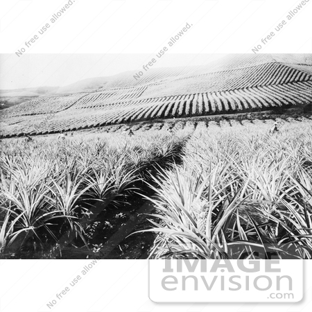 #18701 Black and White Photo of a Pineapple Crop in Hawaii by JVPD