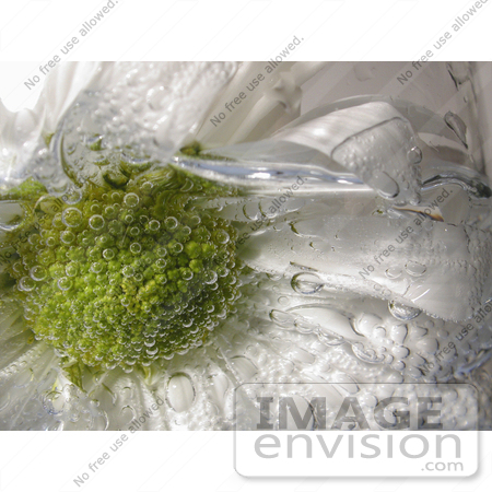 #188 Photo of a Daisy in Carbonated Water by Jamie Voetsch