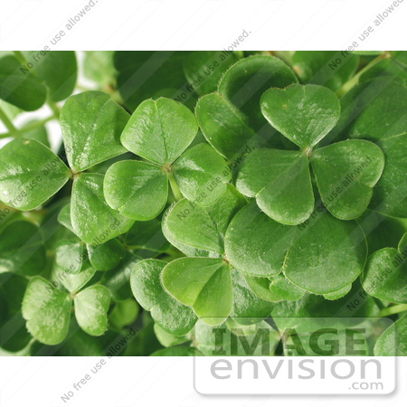#189 Photo of a Shamrock Plant by Jamie Voetsch