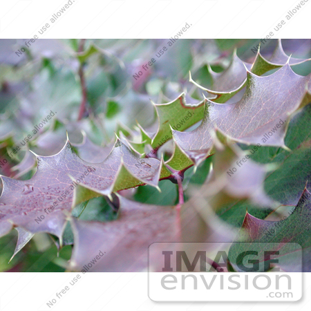 #191 Photo of a Holly Plant in the Woods by Jamie Voetsch