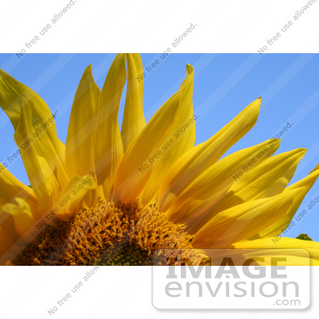 #192 Photo of a Sunflower by Jamie Voetsch