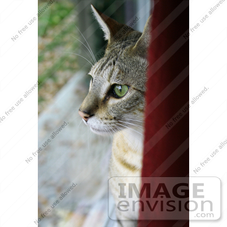 #19357 Photo of an 8 Month Male F4 Savannah Kitten With Green Eyes Looking Out a Window by Jamie Voetsch
