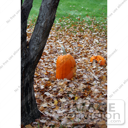 #19359 Photo of Carved Halloween Pumpkins on Autumn Leaves by a Tree Trunk by Jamie Voetsch