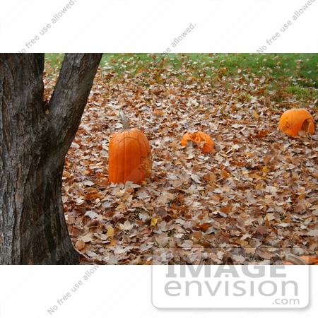 #19361 Photo of Three Carved Halloween Pumpkins on Fallen Leaves by a Tree Trunk by Jamie Voetsch