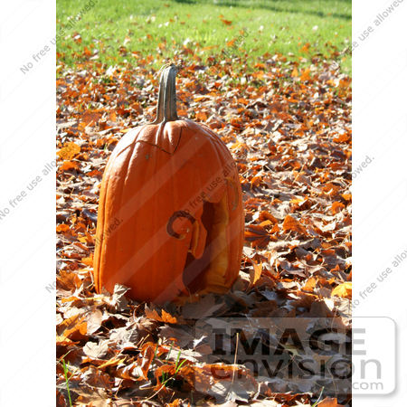 #19362 Photo of a Halloween Jack O Lantern Pumpkin With a Cat Carving, Resting on Autumn Leaves by Jamie Voetsch