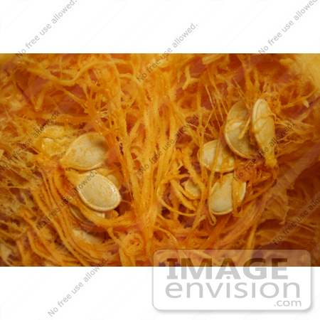 #19363 Photo of Pumpkin Seeds and Guts Inside a Halloween Pumpkin by Jamie Voetsch