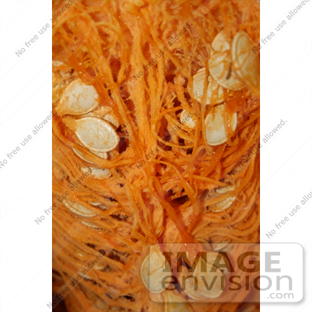 #19364 Photo of Pumpkin Seeds and Guts Inside a Halloween Pumpkin by Jamie Voetsch