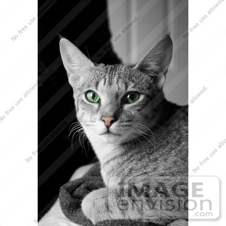 #19365 Photo of an 8 Month Female F4 Savannah Kitten Cat With Green Eyes and a Pink Nose by Jamie Voetsch