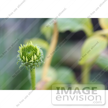#194 Photograph of a White Swan Coneflower Bud by Jamie Voetsch