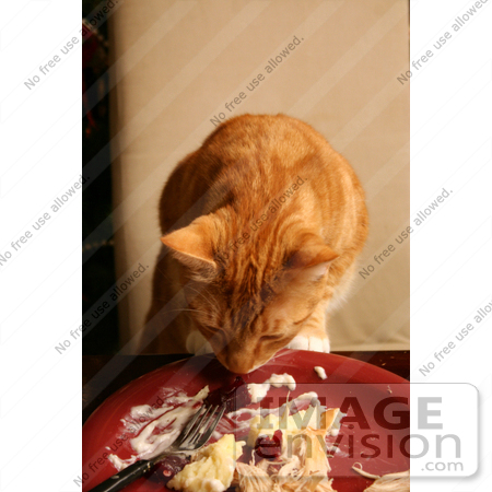 #1953 Cat Sneaking Human Food by Jamie Voetsch