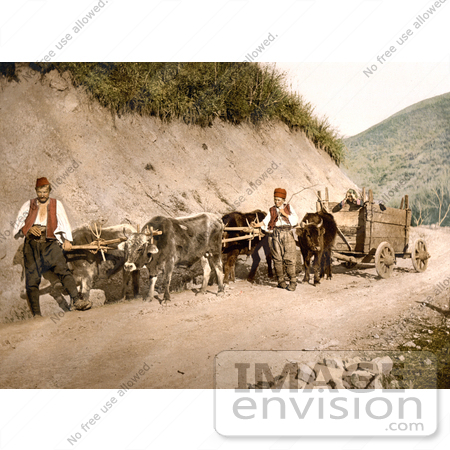 #19537 Photo of Men and Cows With Wagons on a Dirt Road in Bosnia by JVPD