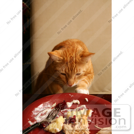 #1955 Cat Sneaking Human Food by Jamie Voetsch