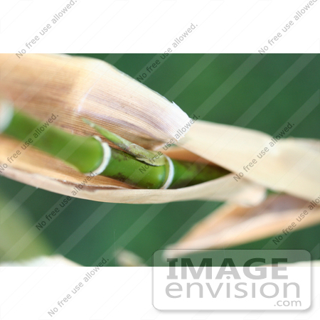 #196 Photo of New Growth on a Black Bamboo Plant by Jamie Voetsch