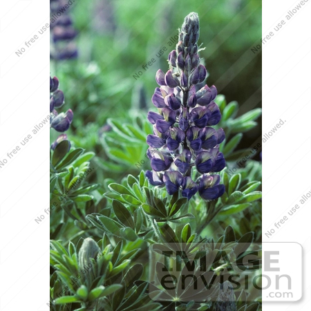 #19810 Stock Photo of Purple Lupin Flowers by JVPD