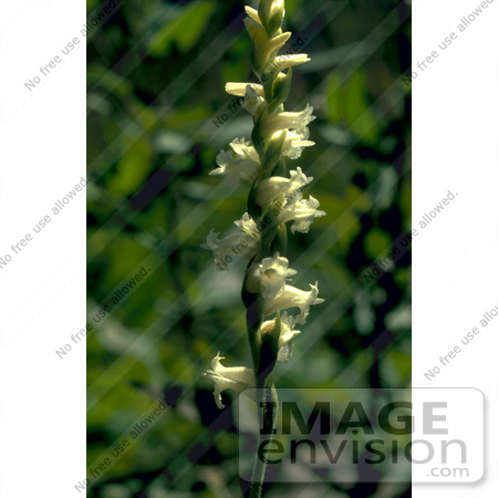 #19811 Photo of Ladies Tresses Orchid Flowers, New Hampshire by JVPD
