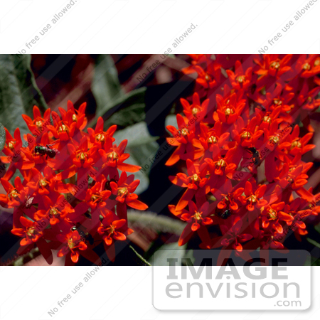 #19814 Photo of Red Butterfly Weed Flowers by JVPD