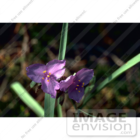 #19815 Photo of Purple Spiderwort Flowers by JVPD