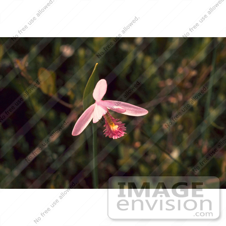 Pogonia Flower