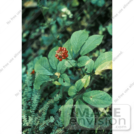 #19817 Photo of American Ginseng (Panax quinquefolius) Berries by JVPD