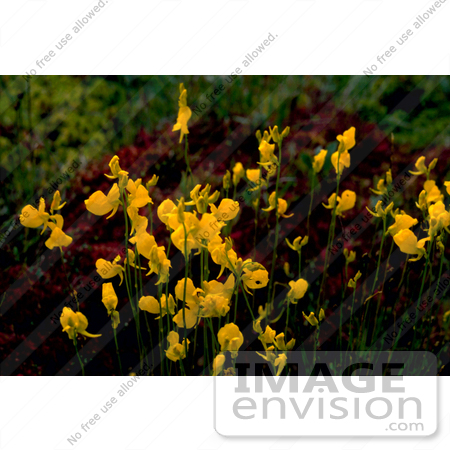 #19819 Photo of Yellow Bladderwort Flowers (Utricularia L) by JVPD