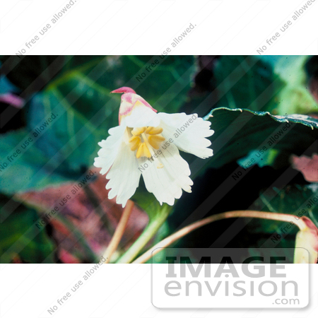 #19820 Photo of Oconee Bells Flower (Shortia galacifolia) by JVPD