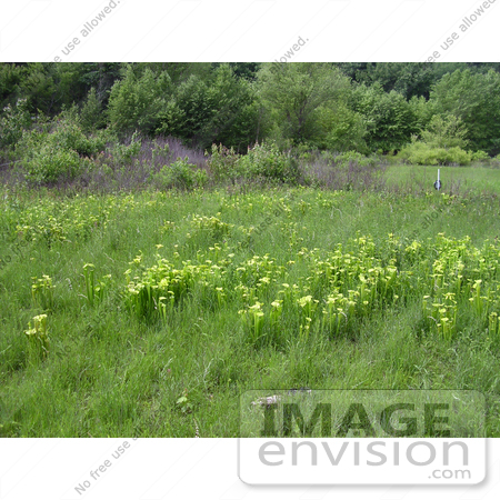 #19828 Photo of Green Pitcher Plants (Sarracenia oreophila) in a Bog by JVPD