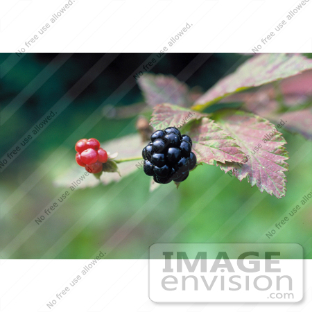 #19833 Photo of Two Blackberries (Rubus X paracaulis Bailey) on the Plant by JVPD