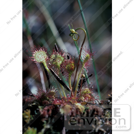 #19835 Photo of Sundew Plants (Drosera rotundifolia) in Alaska by JVPD