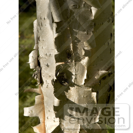 #19836 Photo of the Bark of a Birch Tree Peeling Off to Show New Bark by JVPD