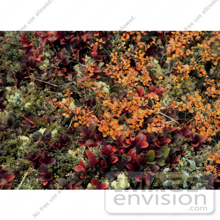 #19837 Photo of Bearberry (Arctostaphylos alpina) and Dwarf Birch (Betula nana) With Autumn Foliage by JVPD