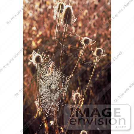 #19838 Photo of Spiderwebs on Teasel Plants by JVPD