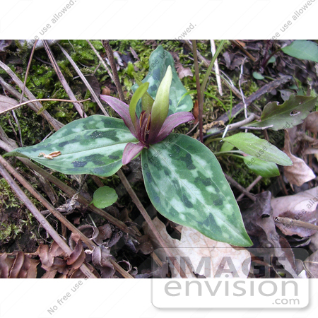 #19839 Photo of Relict Trillium Plant by JVPD