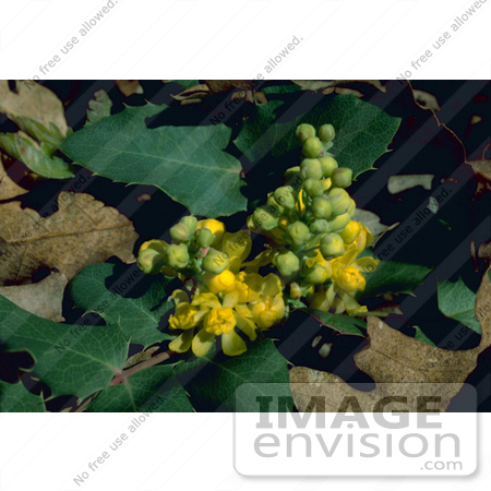 #19843 Photo of Flowers on an Oregon Grape Plant (Mahonia aquifolium) by JVPD