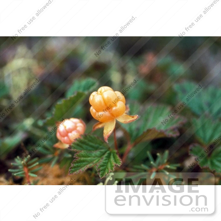 #19844 Photo of Cloudberries (Rubus chamaemorus) by JVPD