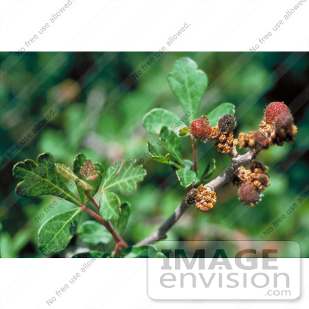 #19846 Photo of Leaves and Fuzzy Buds or Flowers on a Lemonade Sumal Plant by JVPD