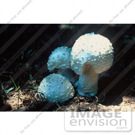 #19848 Photo of Three Chlorine Aminita Mushrooms by JVPD