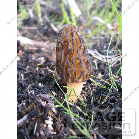#19849 Photo of a Morell Mushroom Growing in Alaska by JVPD
