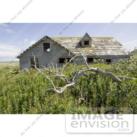 #19851 Photo of Dead Branch of a Tree Near an Old Abandoned House on Simeonof Island in Alaska by JVPD