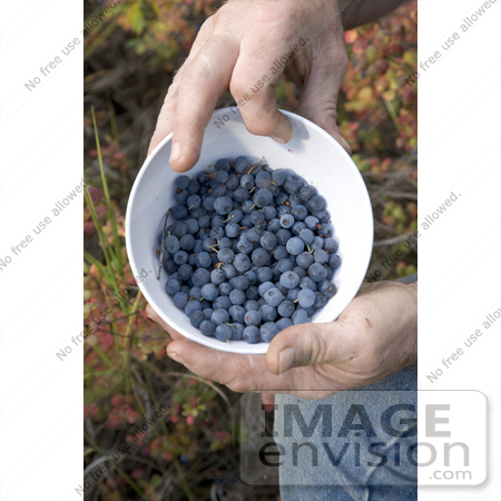 #19852 Photo of a Man’s Hands Holding a Bowl of Blueberries by JVPD