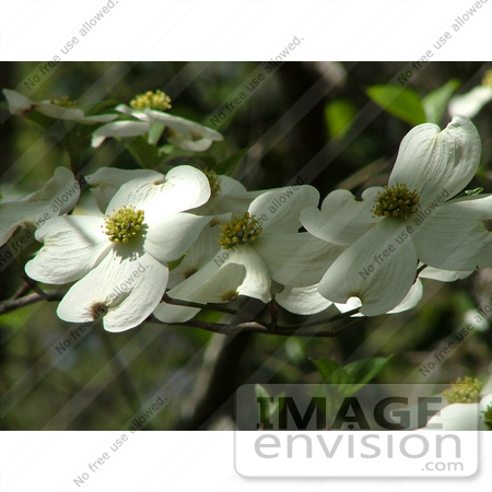 #19857 Photo of Pretty White Florida Dogwood Flowers (Cornus florida) on the Tree by JVPD