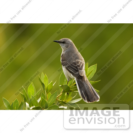 #19858 Photo of a Northern Mockingbird (Mimus polyglottos) Perched on a Mangrove Tree by JVPD