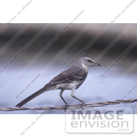 #19860 Photo of a Northern Mockingbird Perched on a Wire by JVPD