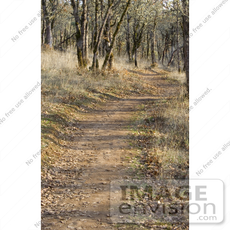 #19866 Stock Photography: Autumn Leaves Scattered on a Nature Trail by Jamie Voetsch