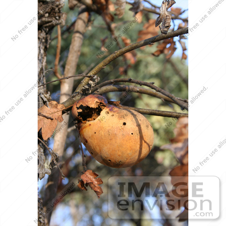 #19871 Stock Photography: Opened Wasp Oak Gall Attached to an Oak Tree by Jamie Voetsch